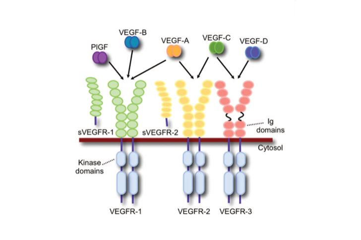 抗体药物重要靶点——血管内皮生长因子VEGF
