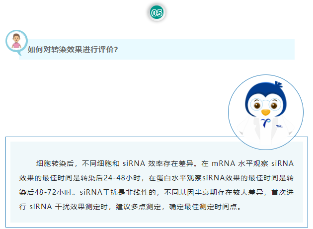 如何对转染效果进行评价？细胞转染后，不同细胞和 siRNA 效率存在差异。在 mRNA 水平观察 siRNA 效果的最佳时间是转染后24-48小时，在蛋白水平观察siRNA效果的最佳时间是转染后48-72小时。siRNA干扰是非线性的，不同基因半衰期存在较大差异，首次进行 siRNA 干扰效果测定时，建议多点测定，确定最佳测定时间点。