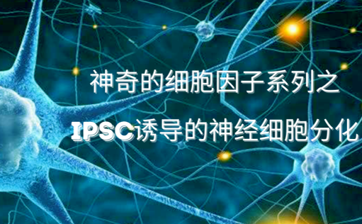 神奇的细胞因子系列之iPSC诱导的神经细胞分化