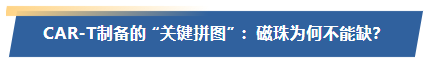 CAR-T制备的 “关键拼图” ：磁珠为何不能缺？